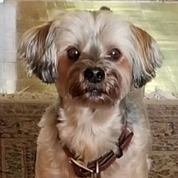 🐶Meet your Posher, Terri🐶 - Picture 7 of 16